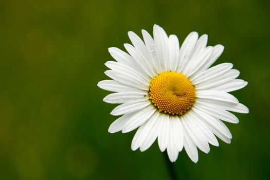 An image of a camomile on green background