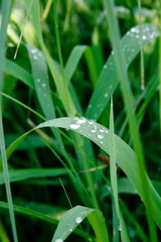 An image of green grass covered with dew