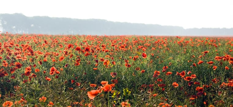 An image of beautiful field of red poppies