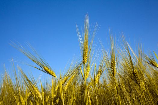 Yellow grain of oats on the background of blue sky