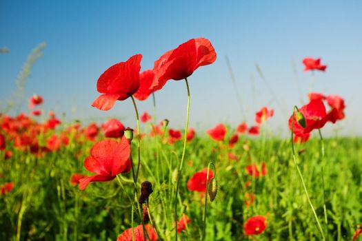 An image of beautiful red poppies in the field and blue sky