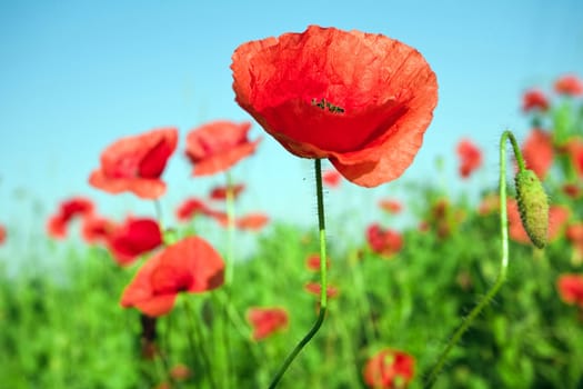 An image of beautiful red poppies in the field close up