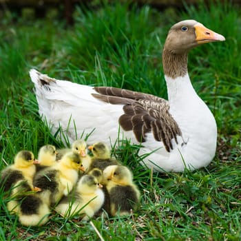 A brood of little goslings on green  grass 