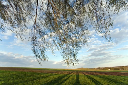 Tree branches on the background of green crops and cloudy sky