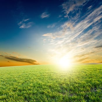 Bright sunset over growing green crops in the field