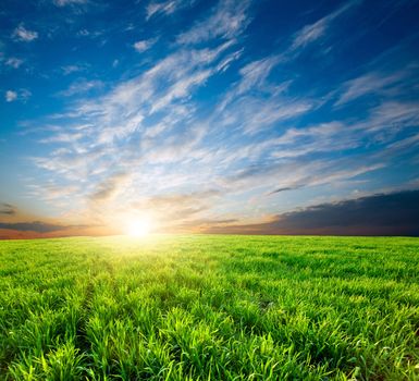 Bright sunset over growing green crops in the field