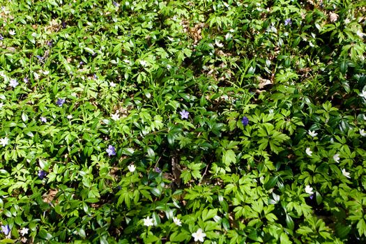 White and blue anemone�s carpet in a forest  