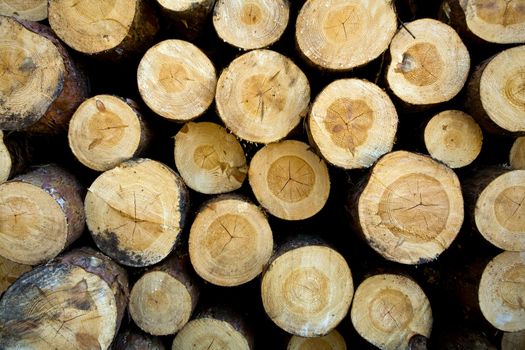 Butt-ends of  recently cut down and piled pine logs
