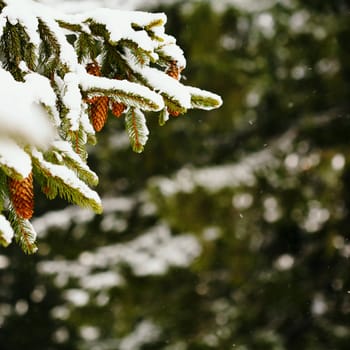 An image of green furtree branches and cones