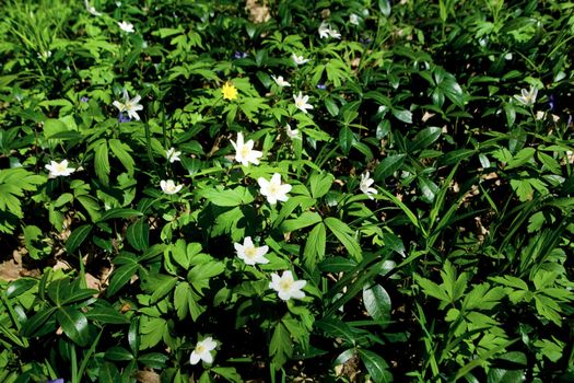 White and green anemone�s carpet in a forest  