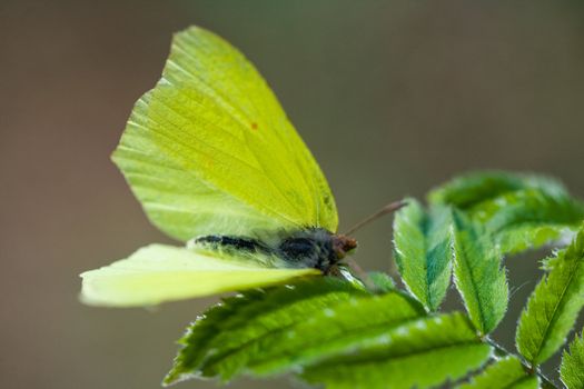 A yellow butterfly sitting on green  leaves