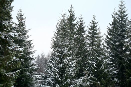 Stock photo: an image of a winter fir-tree forest 