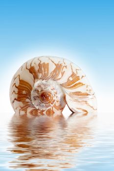 An image of isolated seashell