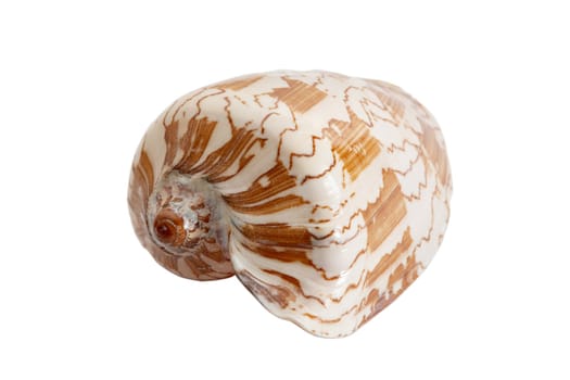 An image of isolated seashell