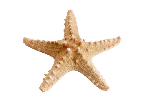 An image of isolated seashell-star