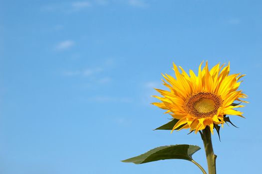 An image of yellow sunflower and sky