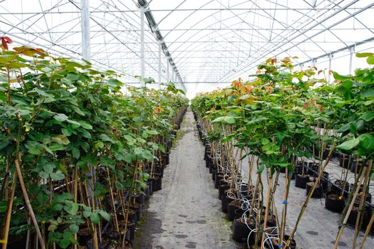 An image of a greenhouse with plants in it