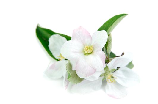 An image of a little branch of apple-tree flowers