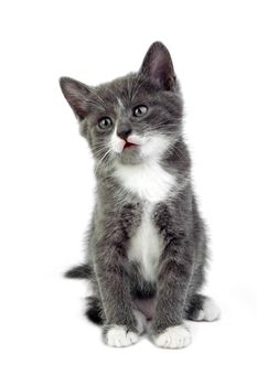An image of a little grey kitten on white background