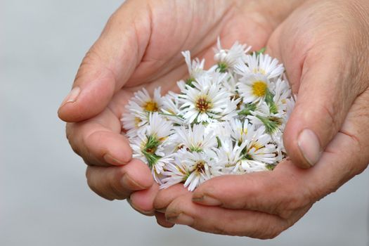 An image of white flowers in the hand