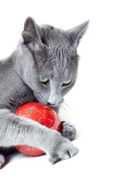 Cat playing with Christmas toy on a white background