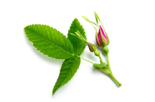 An image of fresh pink bud of briar