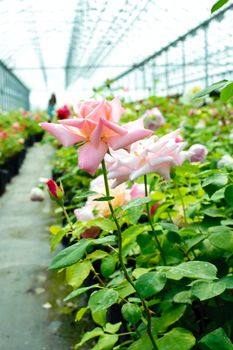 An image of fresh pink roses in a greenhouse