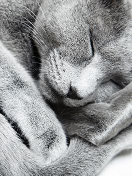Russian blue cat sleeping indoors. Natural light and colors