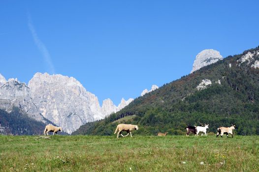 An image of goats and sheep on a pasture