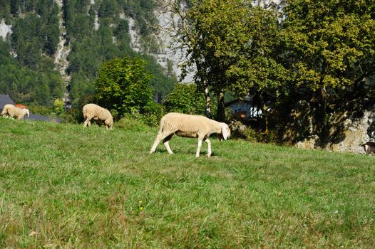 An image of three sheep on green grass