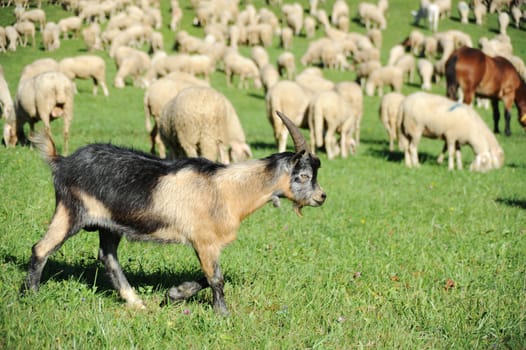 An image of a brown goat on green pasture
