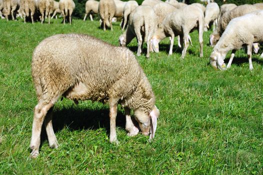 An image of an ewe feeding on green pasture
