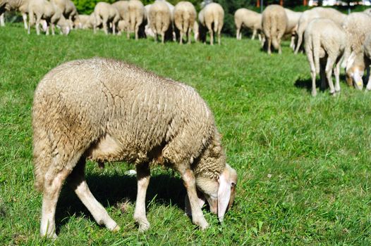 An image of an ewe feeding on green pasture