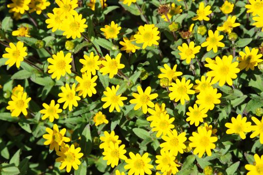 An image of beautiful bright yellow flowers outdoors