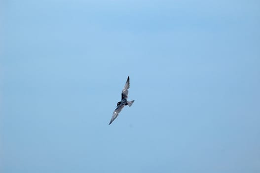 An image of a seagull in  flight