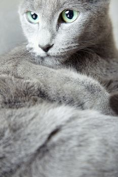 Russian blue looking aside. Vertical photo with natural colors