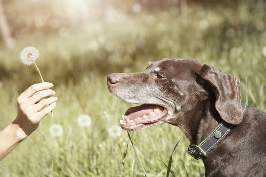 Dog outdoors under the sunlight looking to the human hand holding dandelion