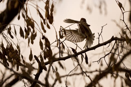 Photo of flying bird between trees on light background