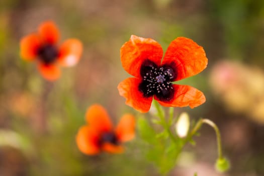Beautiful poppies on meadow  with depth of field