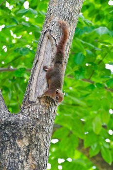 The scientific name of red squirrels Callosciurus erythraeus.