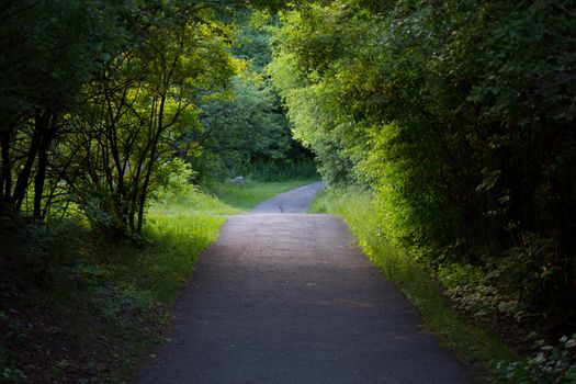 Nature trail with lush vegetation and trees.