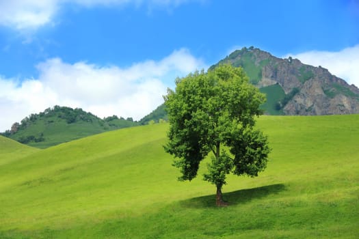 Image of beautiful landscape with green tree