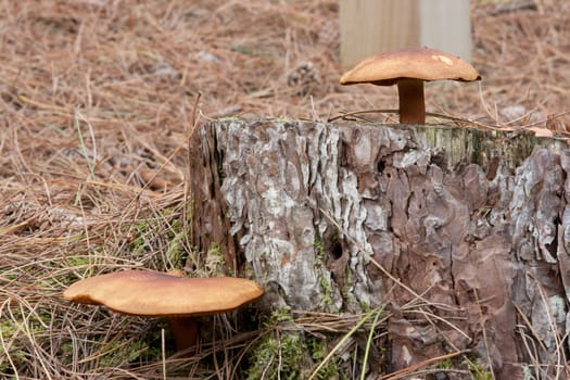 The fungi plumbs and custard, Tricholomopsis rutilans, growing on an old conifer stump with a carpet of needles.