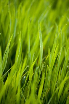 Green grass covered with drops of rain water closeup