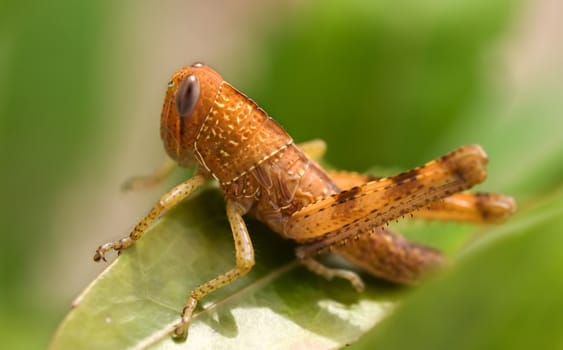 brown grasshopper insect garden pest on green leaf closeup