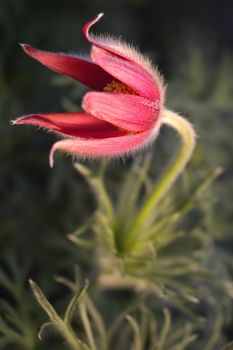 the image shows a beautiful red pasque flower - pulsatilla