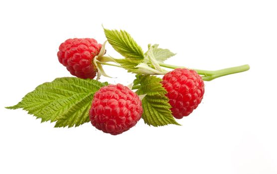 tasty red ripe raspberry over white background