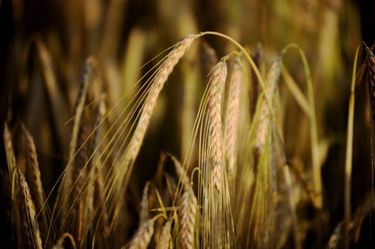 Golden wheath ready to be cutted announces summer