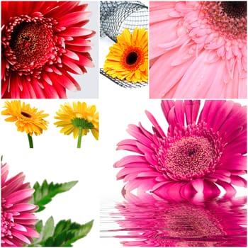 gerbera flowers of red and yellow colors on white background