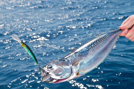 Blue fin tuna Mediterranean big game fishing